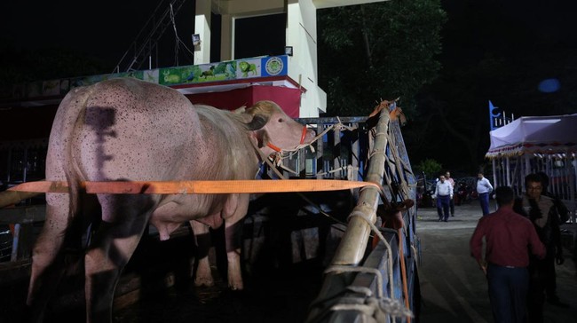 Kerbau albino seberat 700 kilogram di Bangladesh yang viral karena dinilai mirip Donald Trump lolos dari penyembelihan kurban Iduladha.