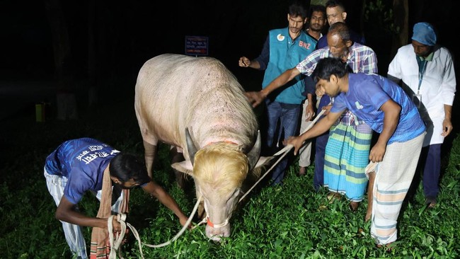 Kerbau albino seberat 700 kilogram di Bangladesh yang viral karena dinilai mirip Donald Trump lolos dari penyembelihan kurban Iduladha.