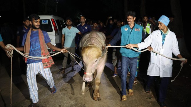 Kerbau albino seberat 700 kilogram di Bangladesh yang viral karena dinilai mirip Donald Trump lolos dari penyembelihan kurban Iduladha.