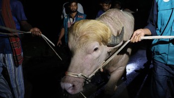 Kerbau albino seberat 700 kilogram di Bangladesh yang viral karena dinilai mirip Donald Trump lolos dari penyembelihan kurban Iduladha.