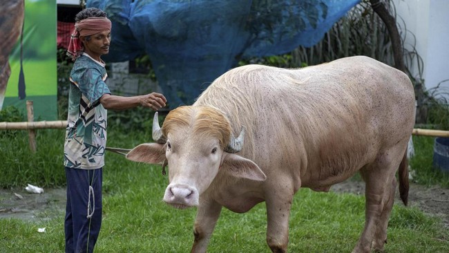 Kerbau albino seberat 700 kilogram di Bangladesh yang viral karena dinilai mirip Donald Trump lolos dari penyembelihan kurban Iduladha.