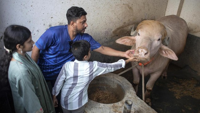 Kerbau albino seberat 700 kilogram di Bangladesh yang viral karena dinilai mirip Donald Trump lolos dari penyembelihan kurban Iduladha.