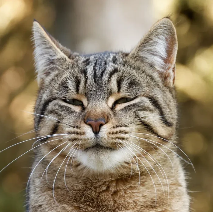 Kucing berkedip secara perlahan merupakan salah satu caranya menunjukkan rasa sayang ke pemilik