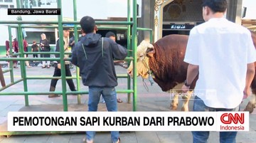 VIDEO: Melihat Pemotongan Sapi Kurban Presiden Prabowo
