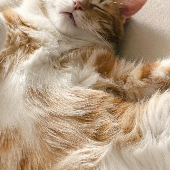 Salah satu cara kucing menunjukkan rasa sayang ke pemilik yaitu dengan memperlihatkan area perutnya