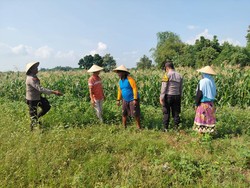 Demi Swasembada Pangan, Polisi Krembung Sidoarjo Rawat Jagung di Pekarangan