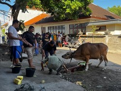 Kura Kura Bali Salurkan Hewan Kurban di Kampung Bugis Serangan
