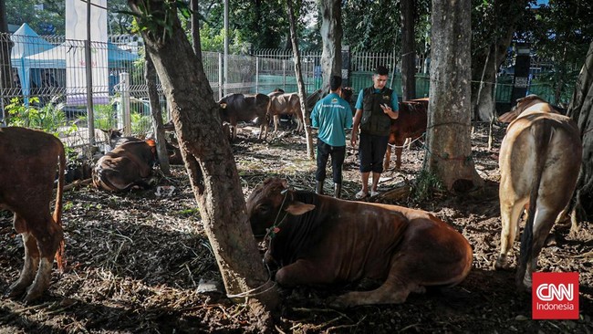 Penjagal menyembelih sapi kurban Presiden Prabowo Subianto di rumah potong hewan Masjid Istiqlal, Kamis (28/5/2026). (CNN Indonesia/Febria Adha L).