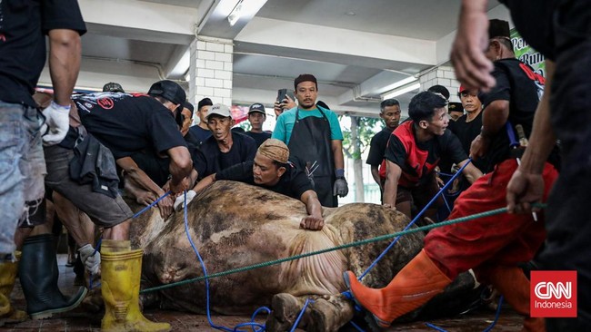 Penjagal menyembelih sapi kurban Presiden Prabowo Subianto di rumah potong hewan Masjid Istiqlal, Kamis (28/5/2026). (CNN Indonesia/Febria Adha L).