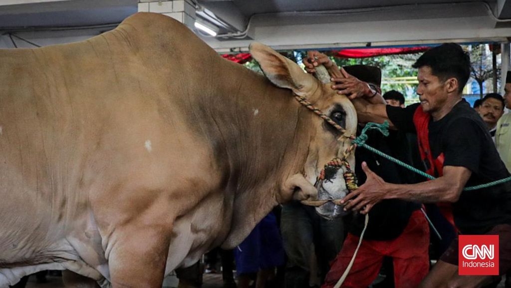 Kenapa Istiqlal Tak Bagi-Bagi Langsung Daging Kurban?