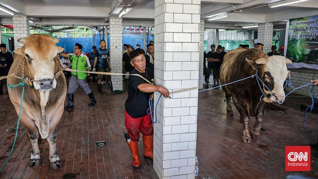Penjagal menyembelih sapi kurban Presiden Prabowo Subianto di rumah potong hewan Masjid Istiqlal, Kamis (28/5/2026). (CNN Indonesia/Febria Adha L).