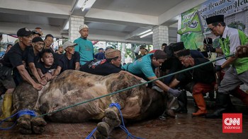 Penjagal menyembelih sapi kurban Presiden Prabowo Subianto di rumah potong hewan Masjid Istiqlal, Kamis (28/5/2026). (CNN Indonesia/Febria Adha L).