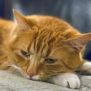 Ternyata Kucing Bisa Cemburu dengan 4 Hal Ini! Sudah Tahu Belum?