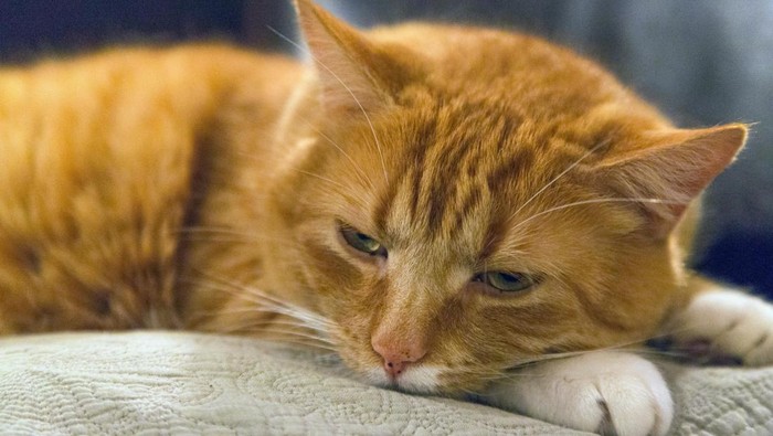 Ternyata Kucing Bisa Cemburu dengan 4 Hal Ini! Sudah Tahu Belum?