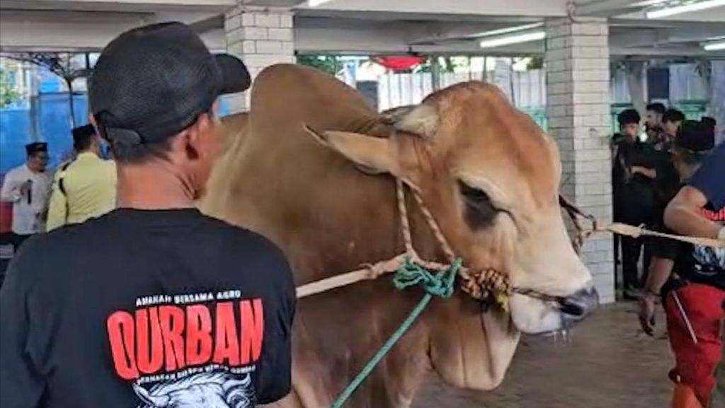 Pemotongan Sapi Kurban Prabowo dan Gibran di Masjid Istiqlal Pagi Ini