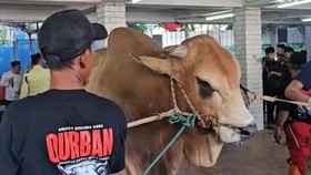 Sapi Kurban Prabowo-Gibran Disembelih di Masjid Istiqlal Pagi Ini