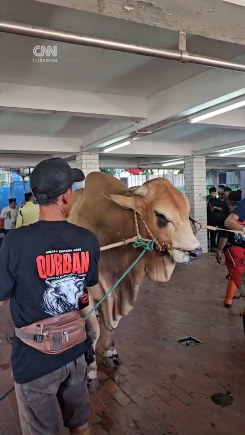 Sapi Kurban Prabowo-Gibran Disembelih di Masjid Istiqlal Pagi Ini