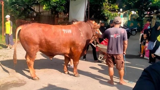 Penampakan sapi kurban dengan inisial TIW yang dikirim ke Masjid Fatahillah, Padukuhan Gejayan, Kalurahan Condongcatur, Kapanewon Depok, Sleman. (Dok. takmir masjid)