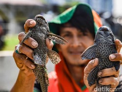 Bagaimana Ikan Sapu-sapu Menyebar di Indonesia? Ini Asal-usul hingga Pengendaliannya