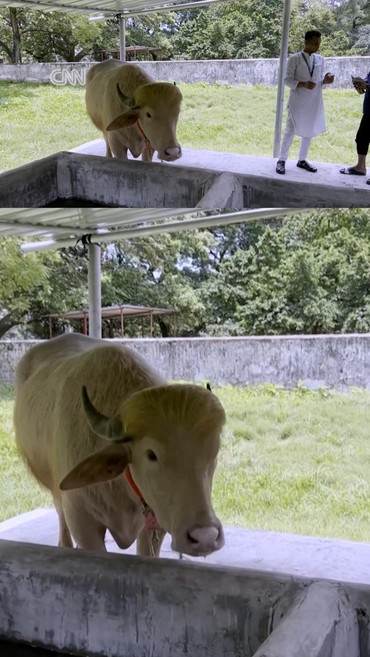 Kerbau Viral Mirip Trump Lolos Kurban Iduladha, Kini Masuk Kebun Binatang