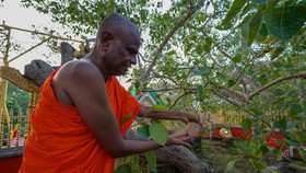 Biksu senior di Sri Lanka, Pallegama Hemarathana, yang dituduh pelecehan seksual kini dicopot dari perannya sebagai penjaga pohon ficus.