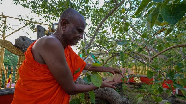Biksu senior di Sri Lanka, Pallegama Hemarathana, yang dituduh pelecehan seksual kini dicopot dari perannya sebagai penjaga pohon ficus.