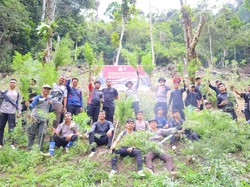 Polisi Temukan 3 Hektare Ladang Ganja di Madina