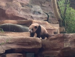 China Puas, Kontrak Panda Raksasa di Indonesia Berpeluang Diperpanjang