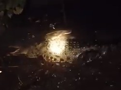 Warga Bagendang Hilir Heboh, Ada Buaya 4 Meter di Dekat Permukiman
