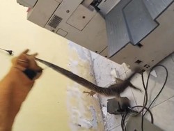 Biawak Masuk Toko Fotokopi Milik Sekdis BKPSDM Sidrap, Damkar Turun Evakuasi