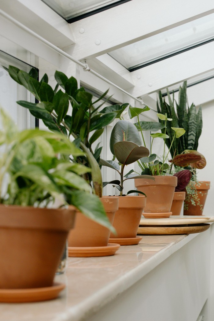 Pasang air purifier atau memanfaatkan tanaman penyaring udara/ Foto: Pexels.com/cottonbro studio