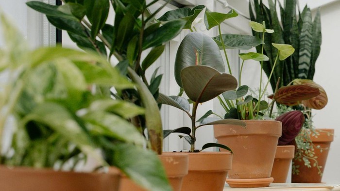 Pasang air purifier atau memanfaatkan tanaman penyaring udara/ Foto: Pexels.com/cottonbro studio