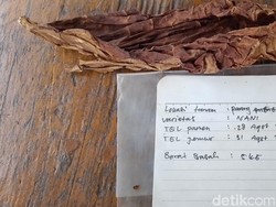 Galabag, Tembakau Lembaran dari Sunda yang Disenangi Pasar Eropa