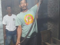 Suara Mendesis Dikira Tikus, Ternyata Kobra Ngumpet di Lemari Warga Klaten
