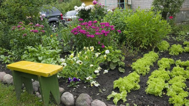 Foodscaping Jadi Tren Berkebun 2026, Halaman Cantik Sekaligus Bisa Panen Sayur dan Buah