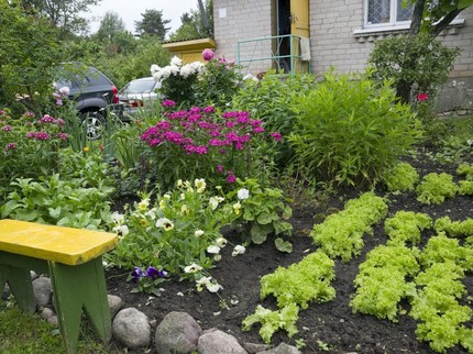 Foodscaping Jadi Tren Berkebun 2026, Halaman Cantik Sekaligus Bisa Panen Sayur & Buah