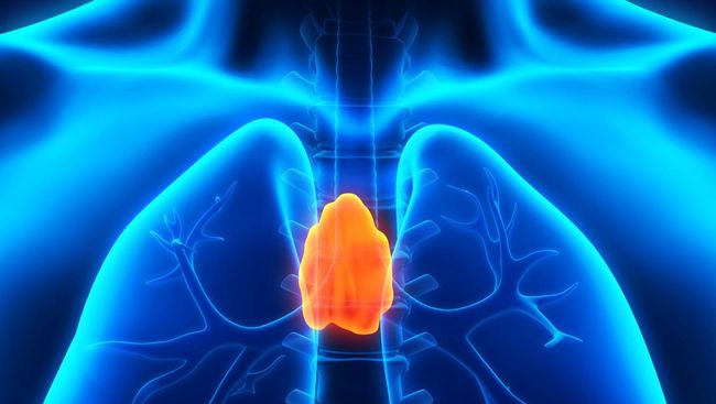 Organ Kecil di Tubuh Manusia Ini Ternyata Kunci Umur Panjang Menurut Penelitian