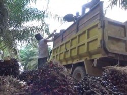 Jerit Petani Sawit Kalbar, Kini Harga Turun Rp 1.000/Kg