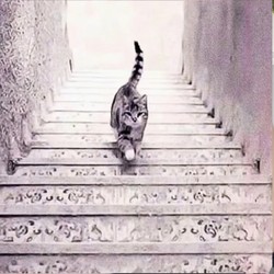 Tes Kepribadian: Kamu Lihat Gambar Kucing yang Naik atau Turun dari Tangga? Ini Artinya