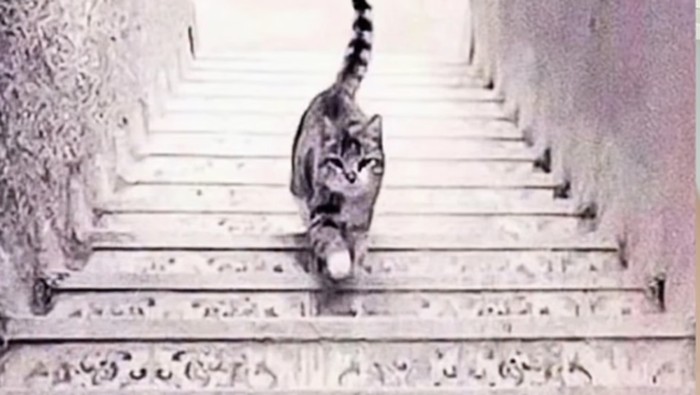 Tes Kepribadian: Kamu Lihat Gambar Kucing yang Naik atau Turun dari Tangga? Ini Artinya