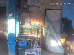 Viral Maling Burung di Kotim, Murai Curian Dimasukkan ke Celana