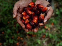 Pakar Soroti Ketidakpastian Hukum Sawit, Disebut Bisa Ganggu Investasi