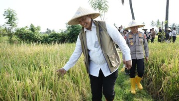 Rekor Baru Bulog, Serapan Gabah-Beras Petani Capai 3 Juta Ton