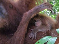 Dulu Diselamatkan dari Perdagangan Ilegal, Kini Bulan Melahirkan Generasi Baru Orangutan