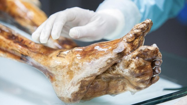 Ilmuwan Ungkap Dunia Mikroba di Tubuh Mumi Otzi Si Manusia Es