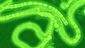 Peristiwa Great Oxidation Event 2,4 miliar tahun lalu mengubah atmosfer Bumi, menyebabkan kepunahan massal mikroba anaerob akibat oksigen.