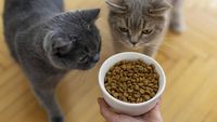 9 Makanan Kucing Yang Bagus Lengkap Dengan Kandungan Nutrisinya