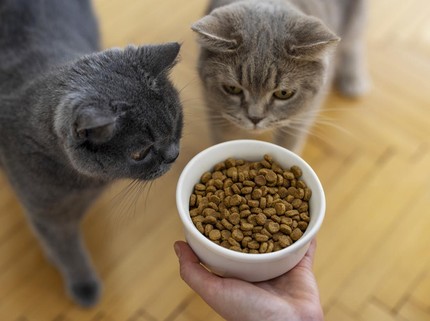 9 Makanan Kucing yang Bagus Lengkap dengan Kandungan Nutrisinya