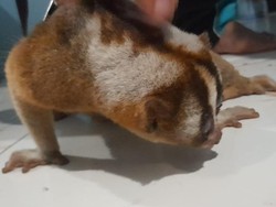 Anak Kukang Jawa Bertamu ke Rumah Warga Kuningan