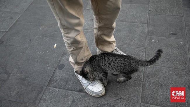 Mengayuh Kebaikan untuk Kucing Jalanan